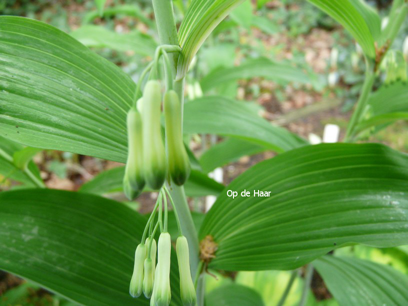 Polygonatum multiflorum