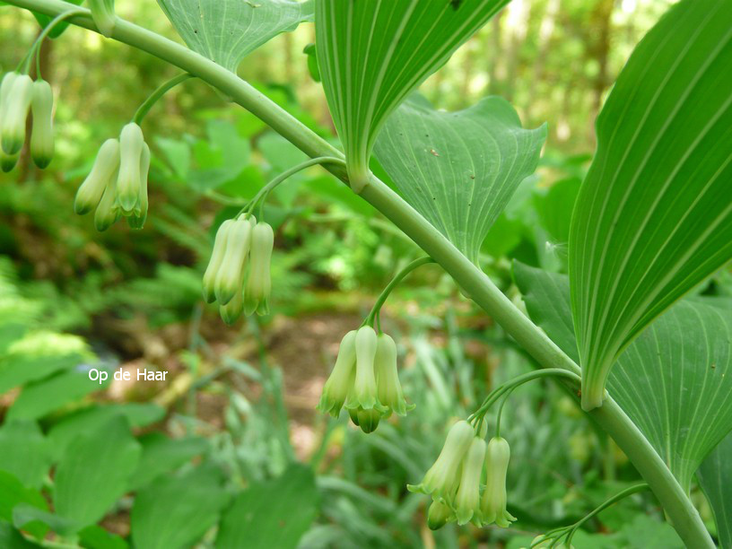 Polygonatum multiflorum