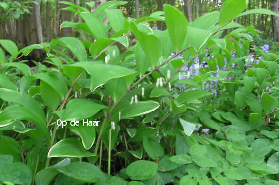 Polygonatum multiflorum