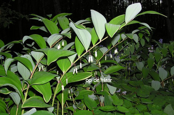 Polygonatum multiflorum