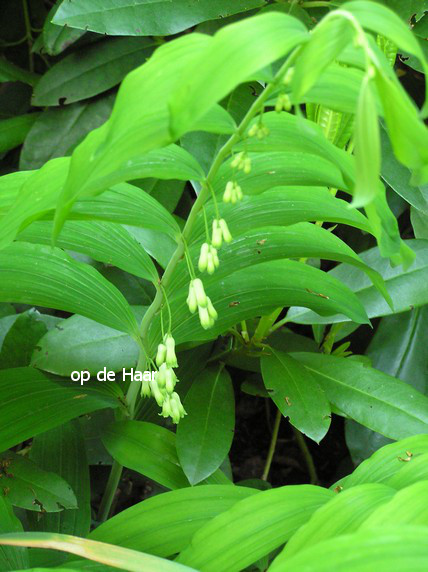 Polygonatum multiflorum