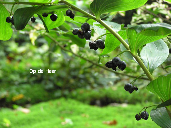 Polygonatum multiflorum