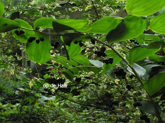 Polygonatum multiflorum