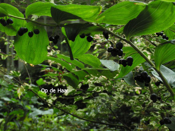 Polygonatum multiflorum