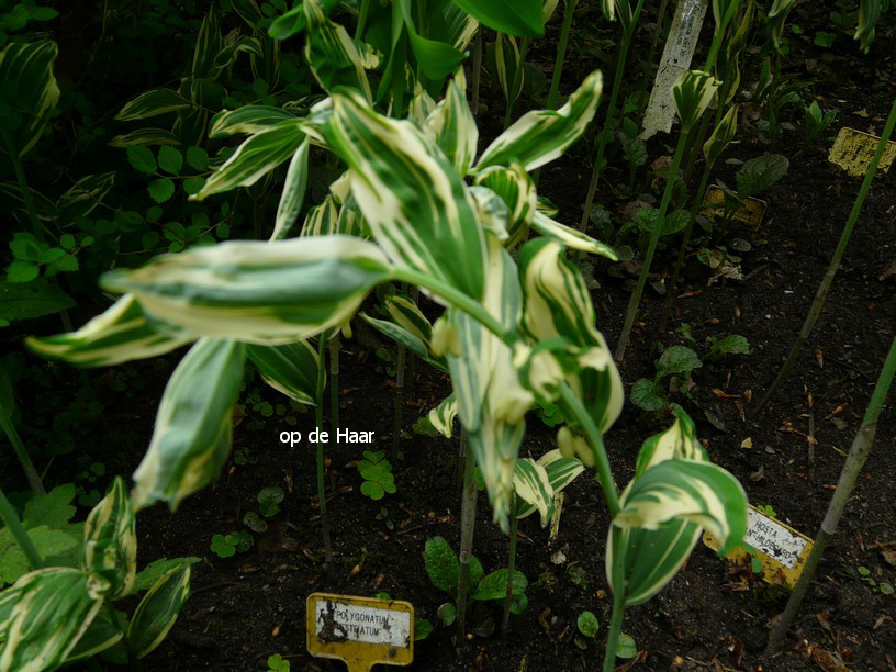 Polygonatum hybridum 'Striatum'