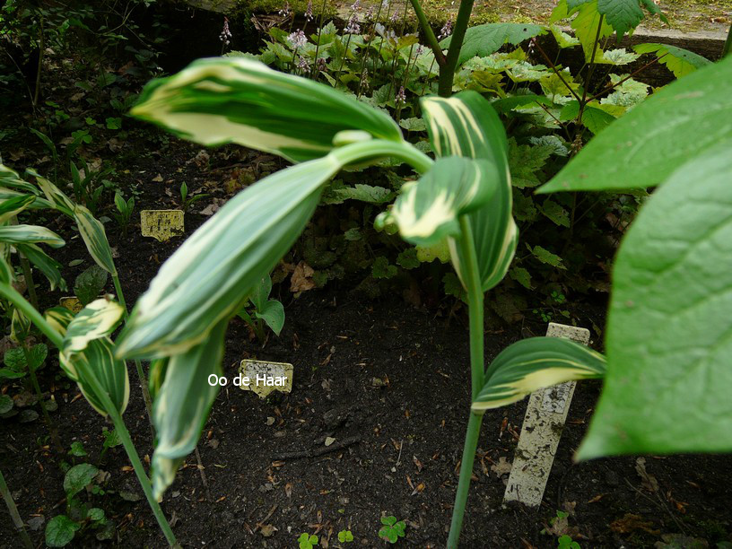Polygonatum hybridum 'Striatum'