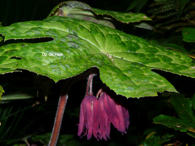 Podophyllum 'Spotty Dotty'