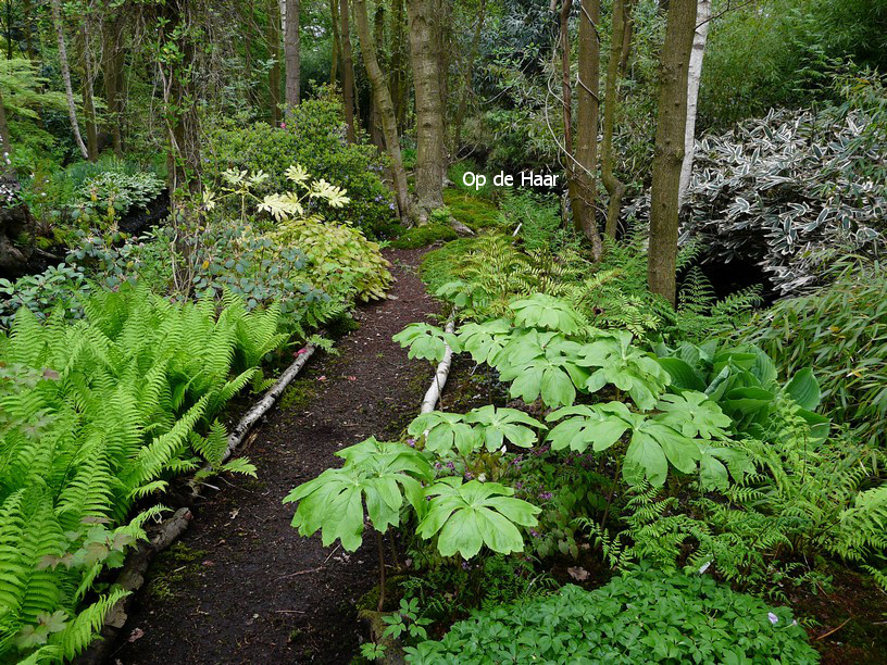 Podophyllum peltatum