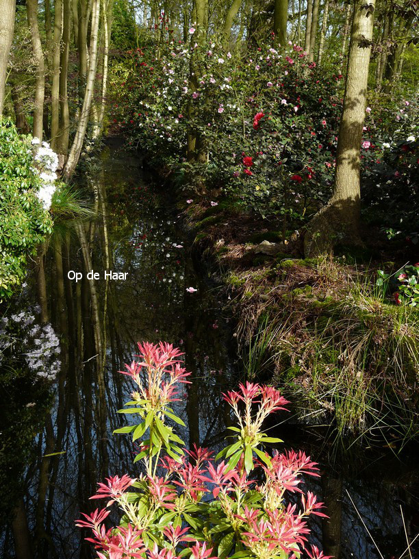 Pieris 'Forest Flame'