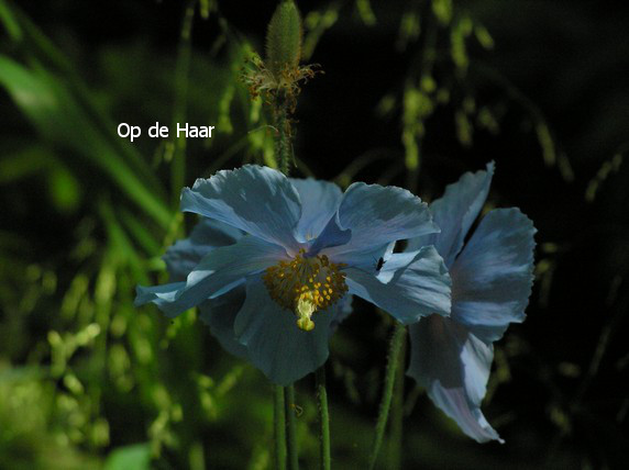 Meconopsis betonicifolia