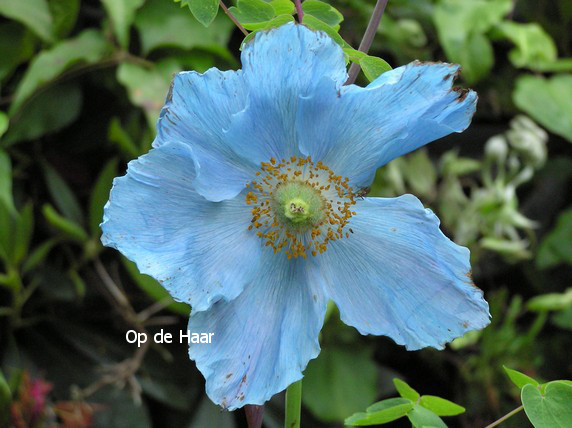 Meconopsis betonicifolia