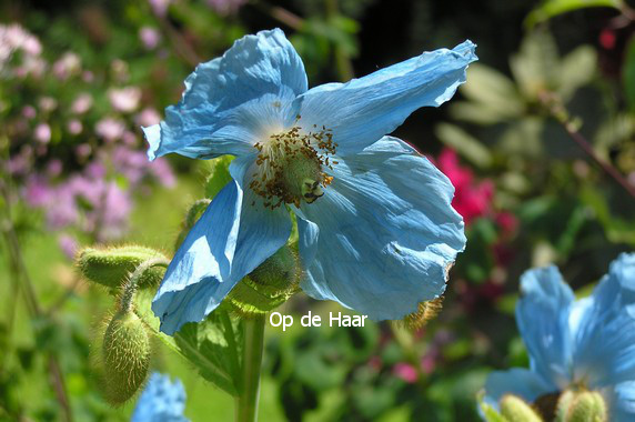 Meconopsis betonicifolia