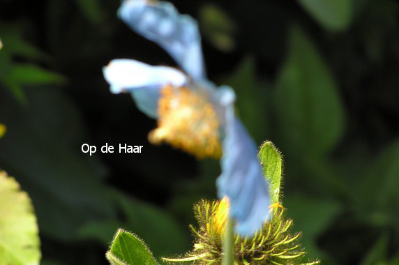 Meconopsis betonicifolia