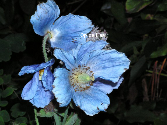 Meconopsis betonicifolia