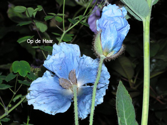 Meconopsis betonicifolia