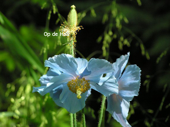 Meconopsis betonicifolia