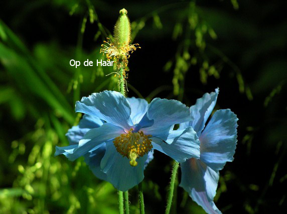 Meconopsis betonicifolia