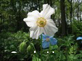 Meconopsis betonicifolia