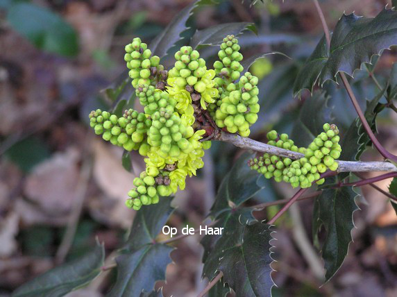 Mahonia wagneri 'Pinnacle'