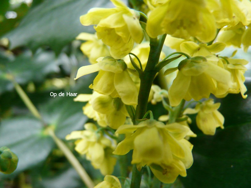 Mahonia wagneri 'Pinnacle'