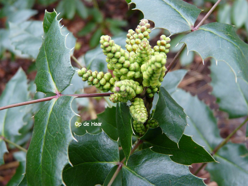 Mahonia wagneri 'Pinnacle'