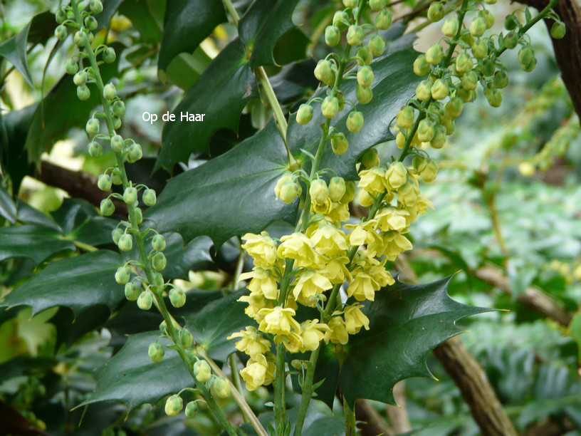 Mahonia wagneri 'Pinnacle'