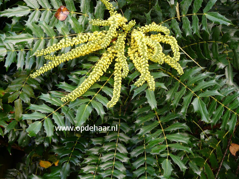 Mahonia à Feuilles De Houx (Mahonia Aquifolium) - Arbuste Persistant, Fleurs Jaunes Parfumées, 30-50 Cm En Pot