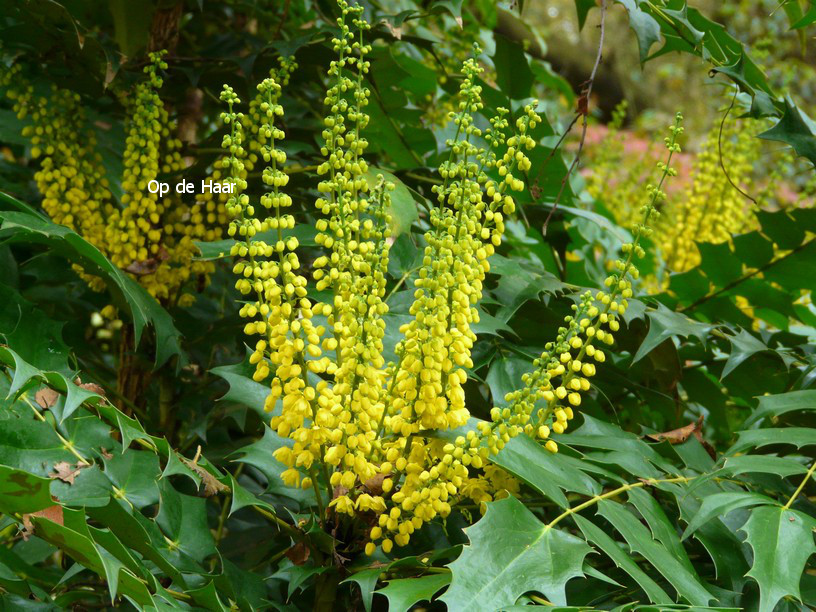 Mahonia media 'Winter Sun'