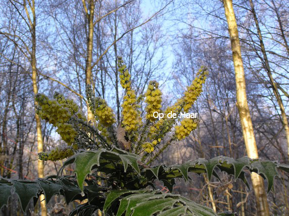 Mahonia media 'Winter Sun'