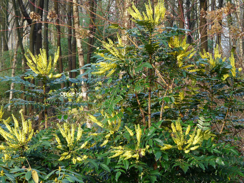 Mahonia media 'Winter Sun'