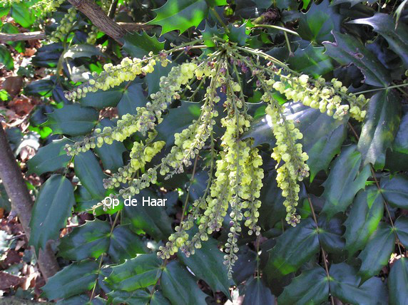 Mahonia japonica 'Hivernant'