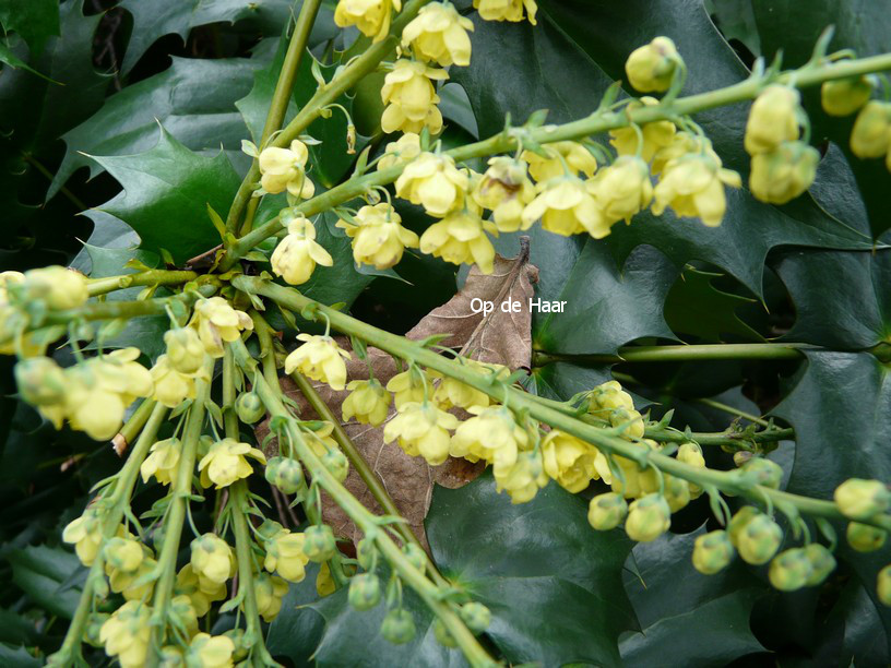 Mahonia japonica