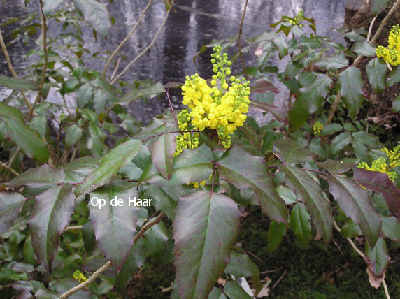 Mahonia aquifolium 'Atropurpurea'