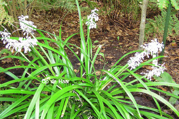 Liriope graminifolia