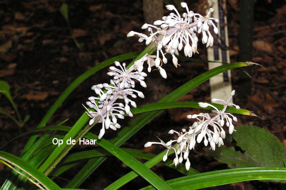 Liriope graminifolia