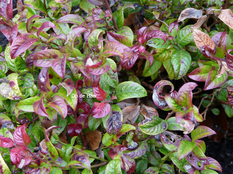 Leucothoe axillaris 'Curly Red'