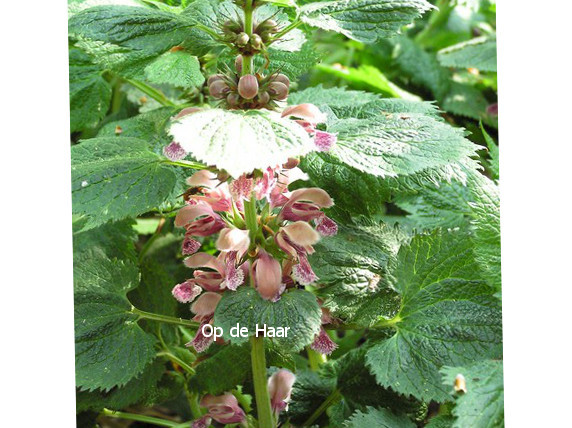 Lamium orvala