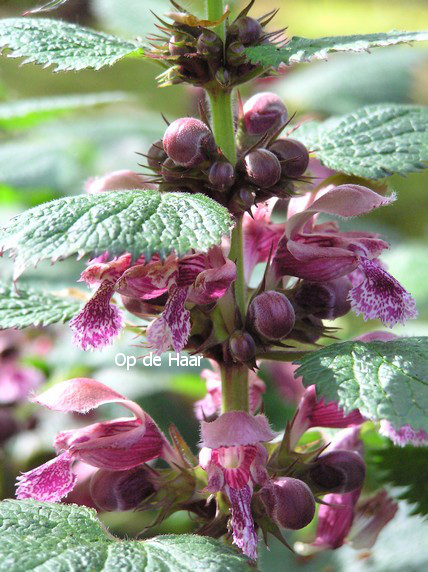 Lamium orvala