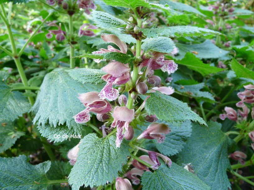 Lamium orvala