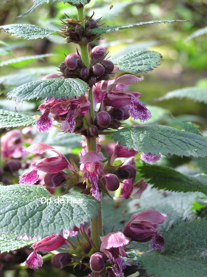 Lamium orvala