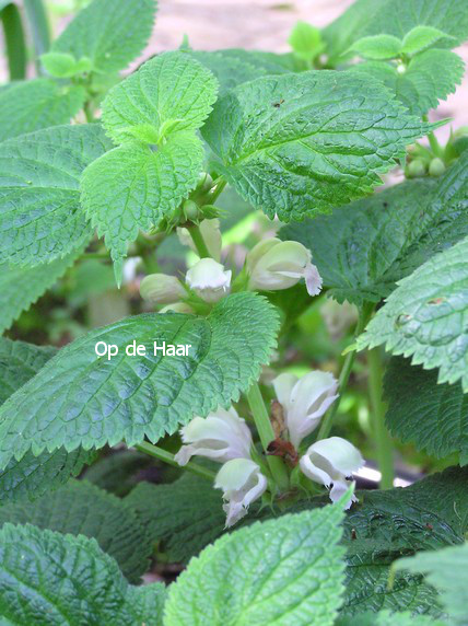 Lamium orvala 'Album'