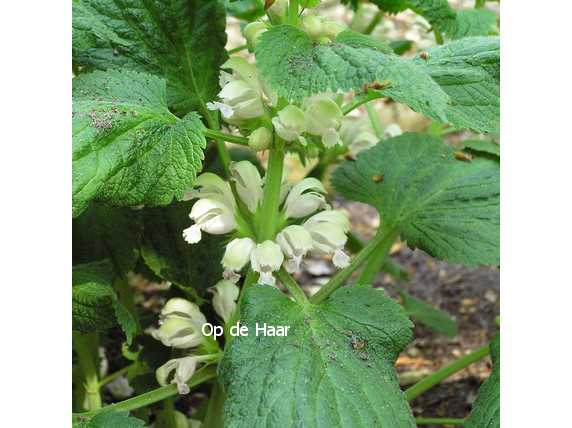 Lamium orvala 'Album'