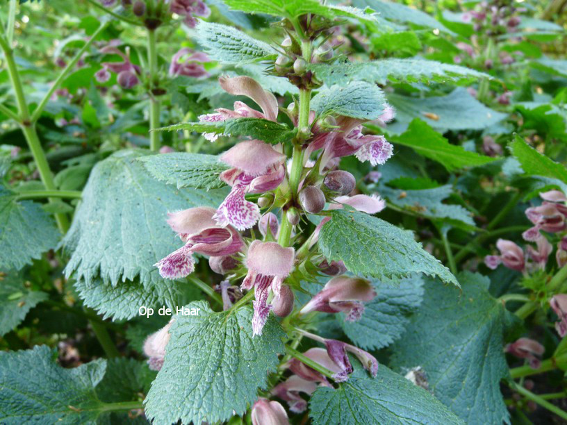 Lamium orvala