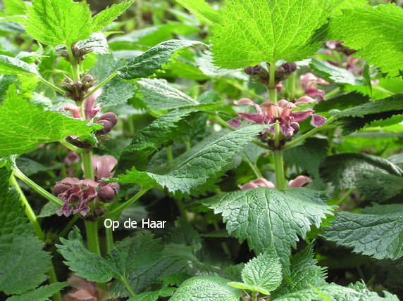 Lamium orvala