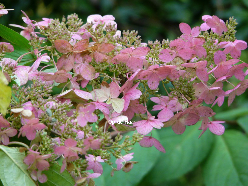 Hydrangea quercifolia