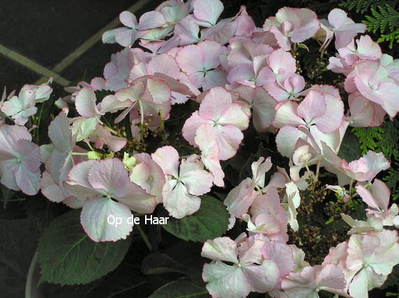 Hydrangea macrophylla 'Love You Kiss' (HOVARIA)