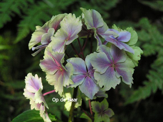 Hydrangea macrophylla 'Frau Nobuko' (LADY NOBUKO)