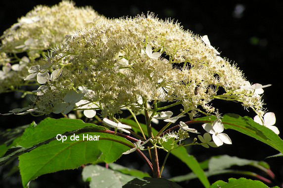 Hydrangea heteromalla