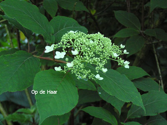 Hydrangea heteromalla