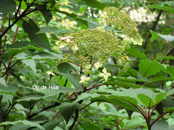 Hydrangea heteromalla